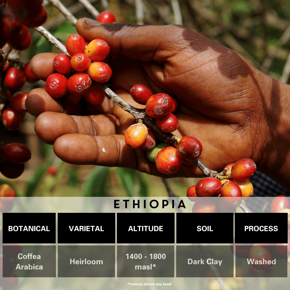 Ethiopia Single Origin Coffee